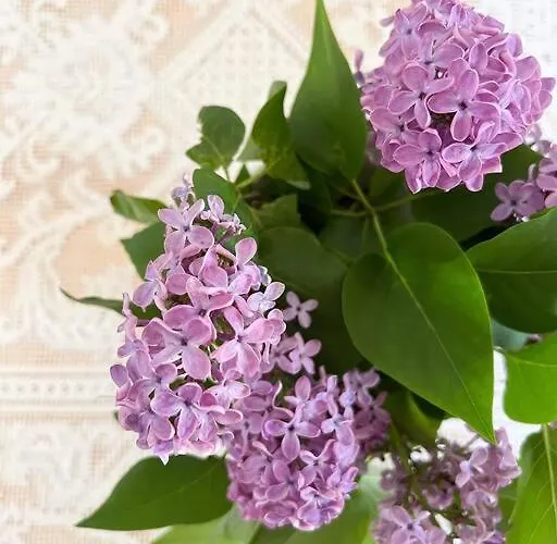 Csendar Balaton Holiday home